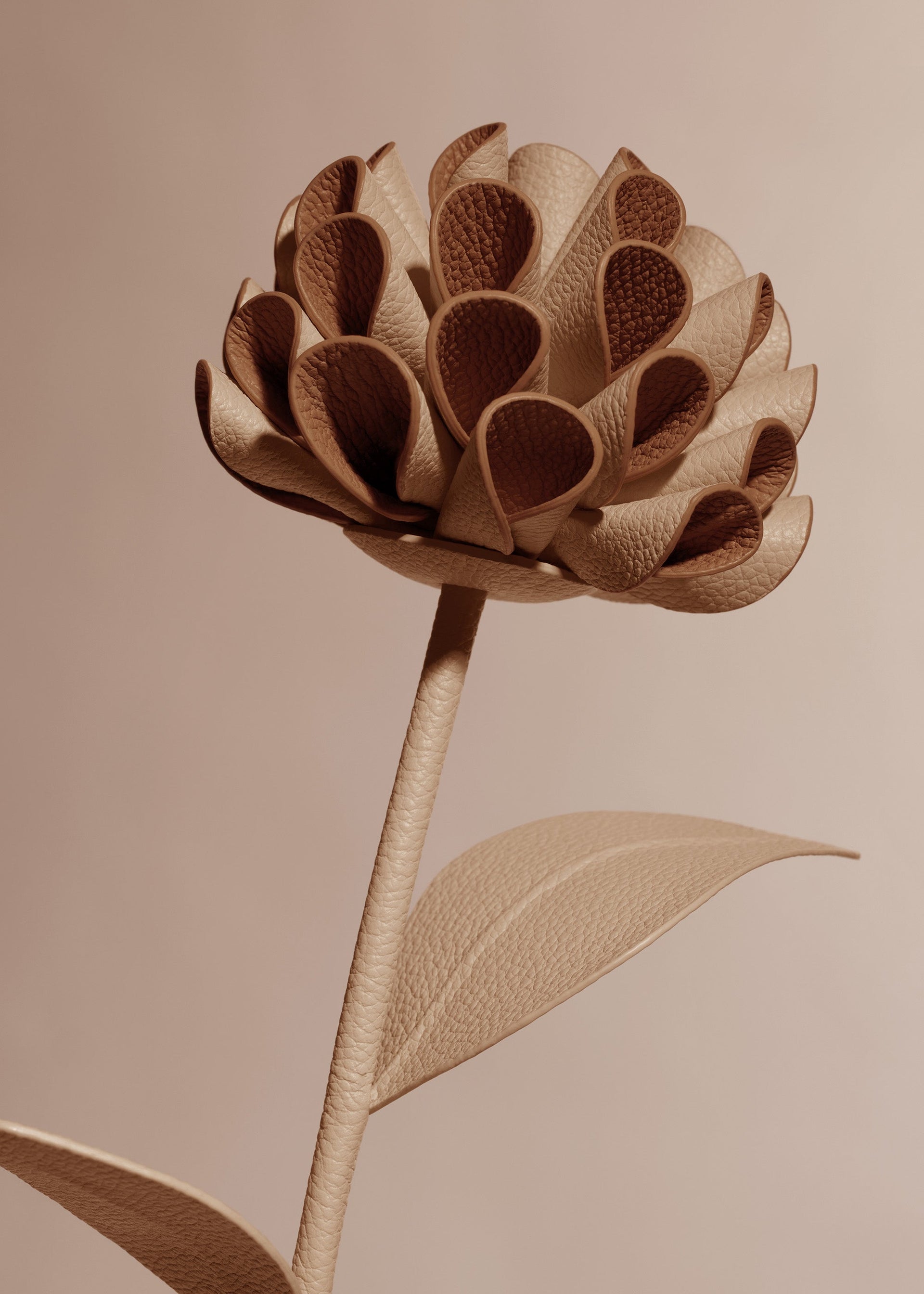 Dalium Flower - Beige